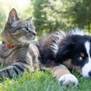 Formation ThetaHealing toi et ton cercle intime